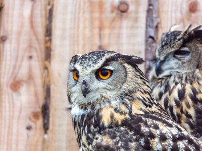 Eurasian eagle-owl - De Zonnegloed - Animal park - Animal refuge centre 